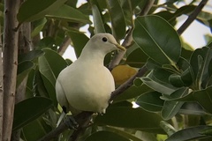 Ducula spilorrhoa