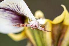 Thomisus citrinellus