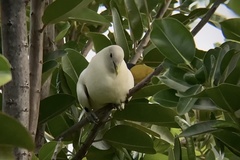 Ducula spilorrhoa