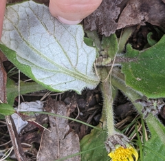 Cymbonotus lawsonianus