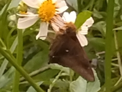Hasora badra