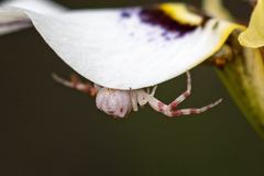 Thomisus citrinellus