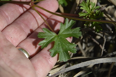 Pelargonium grossularioides