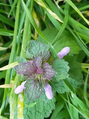 Lamium purpureum