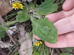 Cymbonotus lawsonianus