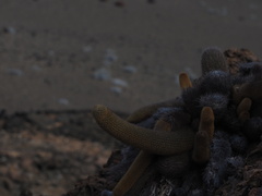Brachycereus nesioticus