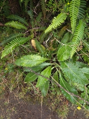 Leontodon filii