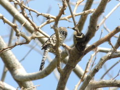 Campylorhynchus nuchalis