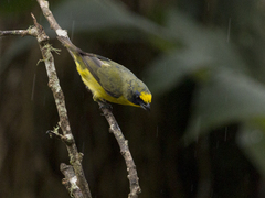 Euphonia laniirostris