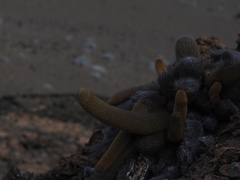 Brachycereus nesioticus