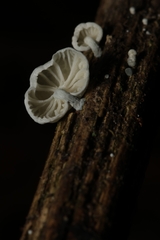 Marasmiellus