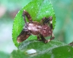 Neoscona