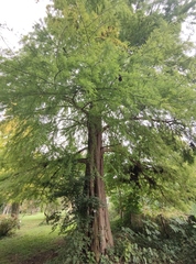 Taxodium distichum