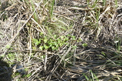 Pelargonium grossularioides