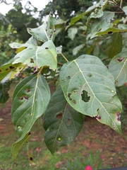 Ficus racemosa