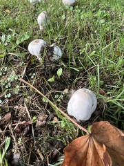 Agaricus campestris