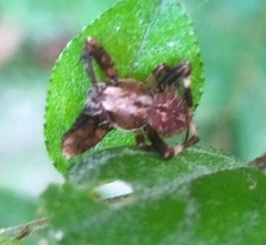 Neoscona