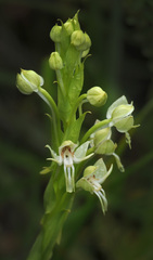 Habenaria