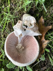 Agaricus campestris