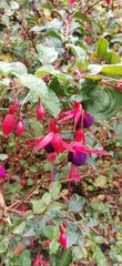 Fuchsia