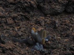 Brachycereus nesioticus