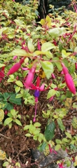 Fuchsia