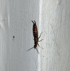 Forficula auricularia