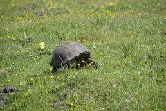 Stigmochelys pardalis