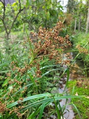 Rhynchospora corymbosa
