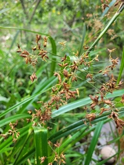 Rhynchospora corymbosa