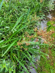 Rhynchospora corymbosa