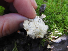 Peltigera membranacea