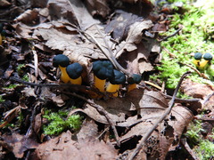 Leotia lubrica image