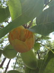 Liriodendron × sinoamericanum