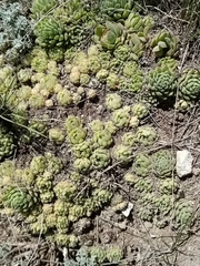 Sempervivum caucasicum