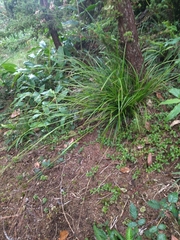 Carex vulcani