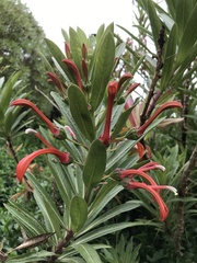 Lobelia excelsa