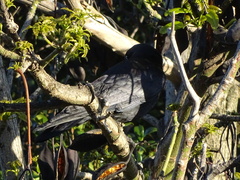 Corvus mellori