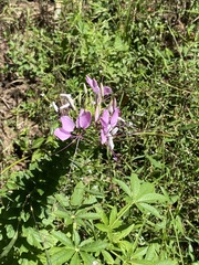 Cleome houtteana
