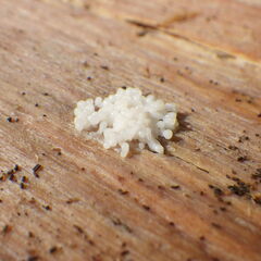 Didymium mucilago