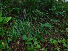 Muhlenbergia tenuiflora