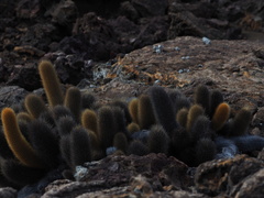 Brachycereus nesioticus