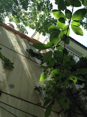 Chionanthus retusus