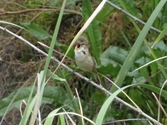 Acrocephalus australis