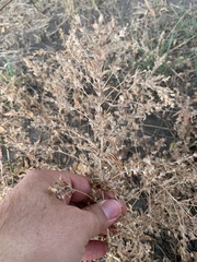 Axyris amaranthoides