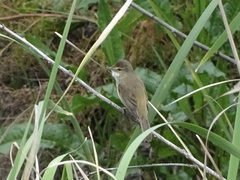 Acrocephalus australis