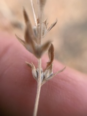 Axyris amaranthoides