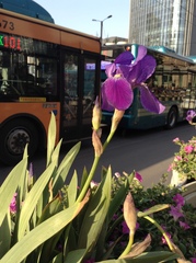 Iris