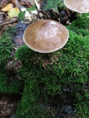 Pluteus cervinus