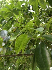 Cinnamomum